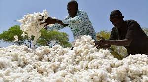  Cameroon: Bollore Transport &amp; Logistics loads 9,000 tons of cotton at the Port of Kribi 