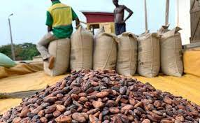  Ivory Coast: Cocoa production estimated at 2.22 million tons 