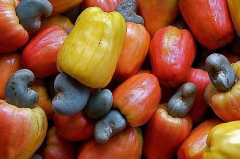  Cashew industry in Ivory Coast: the local processing rate increased in 2022 