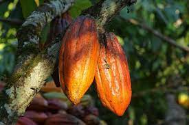  Cocoa sector: Ghana COCOBOD to finalize an 800 million dollar loan 