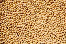  Soybean sector: Benin harmonizes approved standards 
