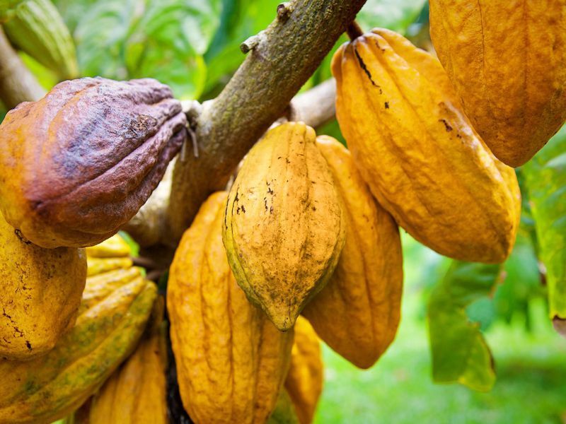  Cacao - Les multinationales responsables de la baisse des prix? 