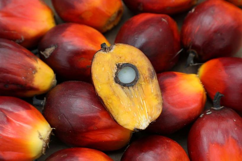  Industrialization of palm oil processing in Nigeria: Agritech Releaf raises $3.3 million 