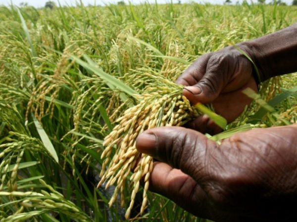  Rice farming in West Africa: Guinea, 2nd rice-producing country in 2023 